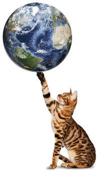 Cat litter, toys, shampoos, and other products can be made greener. Green-up your cat care routines this Earth Day.