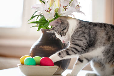 Eating less than one Easter lily leaf can kill a cat. Easter lilies are extremely toxic to cats.