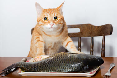 cats love fish