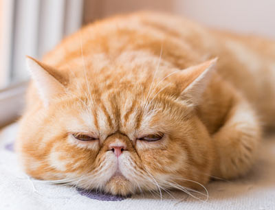 Exotic shorthair cats are sweet and lazy.