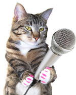 Fancy is a great journalist. A Fancy Cat interview.