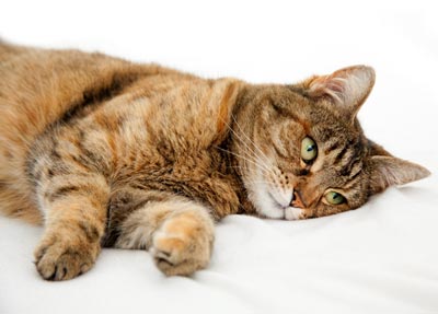 Feline pancreatitis can be life-threatening.