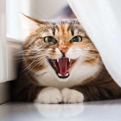 Cats may attack without much warning due to redirected aggression. Redirected aggression can cause erratic behavior in cats.