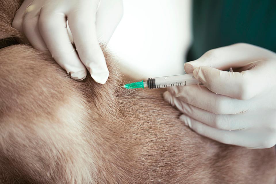 A fine needle aspiration test can provide diagnostic information to a veterinarian.