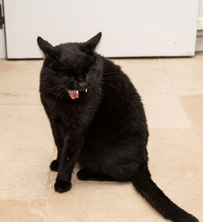 You must jump into action if your cat is choking. A choking cat needs immediate aid.