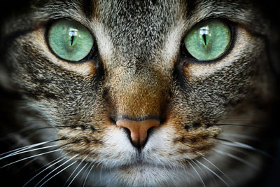 Learn basic first aid for feline eye injuries.