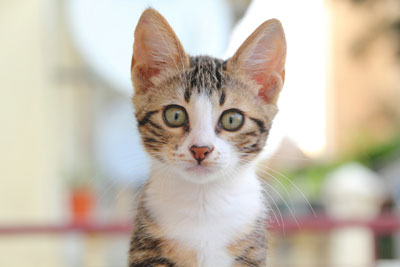 Cats with internal bleeding need immediate help. A cat bleeding internally is an emergency.