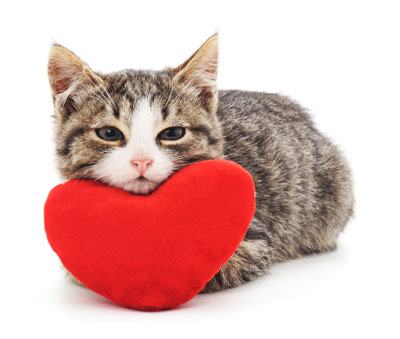 heartbeat toy for kittens