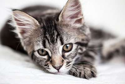 You must jump into action if your cat is choking. A choking cat needs immediate aid.