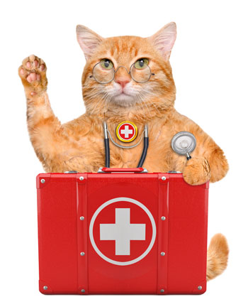 Learn the components of a good feline first aid kit. Be sure you’re ready for a feline emergency with a well-stocked first aid kit.