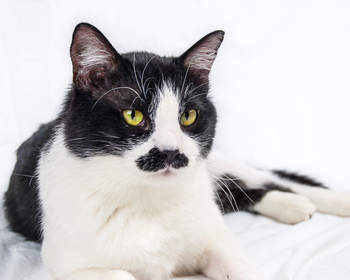 Exposure to flame retardants may increase risk of hyperthyroidism. Flame retardants could contribute to feline hyperthyroidism.