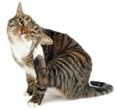 Flea allergies in cats can cause serious skin conditions.
