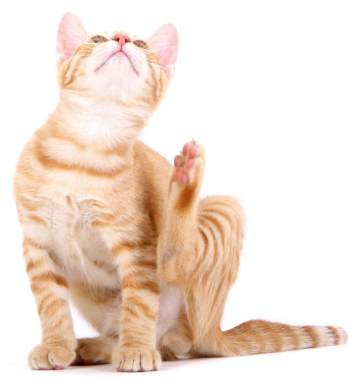 There are many products available to control fleas in cats. Flea control in cats is important for preventing disease.