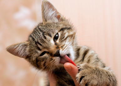 Cats may become sick or die if exposed to certain human muscle creams.