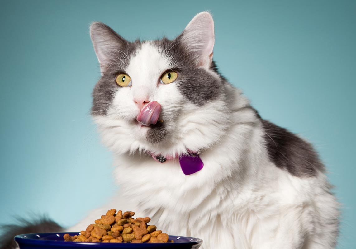 Food allergies are common in cats.