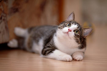 Cats’ claws are meant to hold prey. Cats’ claws grow curved.
