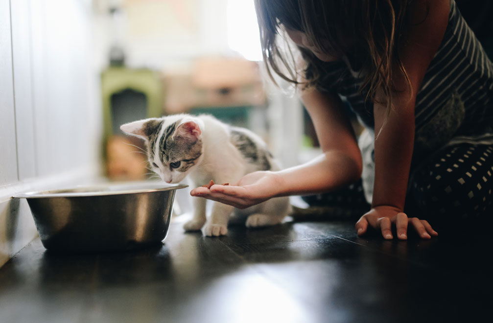 Learn more about cat nutrition and feeding. Learn some great tips on nutrition for cats.