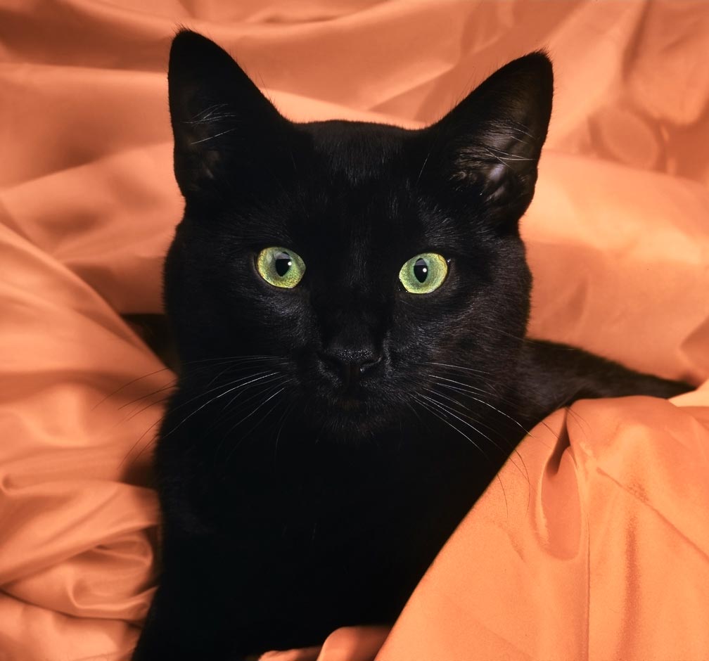 Black cats may be named for their special coat.