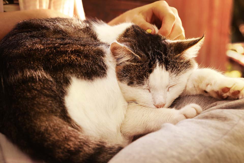 gray_cat_on_bed