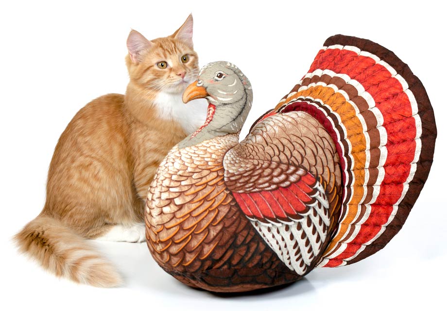 Host Thanksgiving with your cat like a pro. Learn about hosting Thanksgiving when you have a cat.