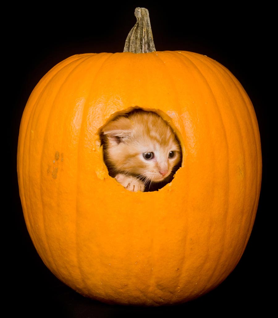 Cats may be lost or abused on Halloween.