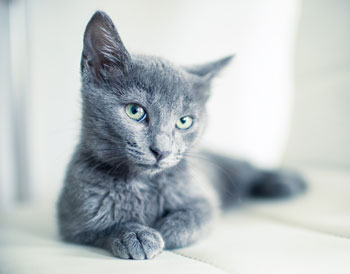 When a cat is head pressing, it means there’s a serious problem. If your cat is head pressing, it is an emergency.