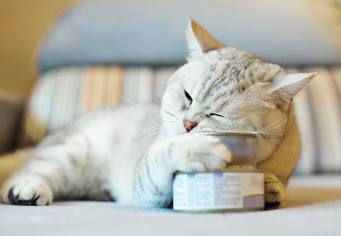 Learn how to get your picky cat to eat well.