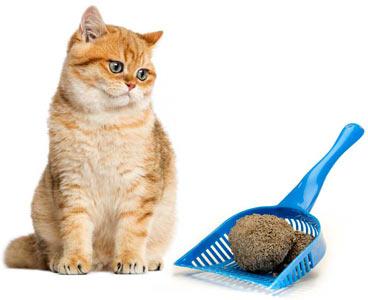 Spring Cleaning Your Cat's Litter Box