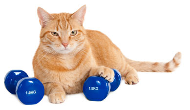 It can be tricky to help your overweight cat lose weight.