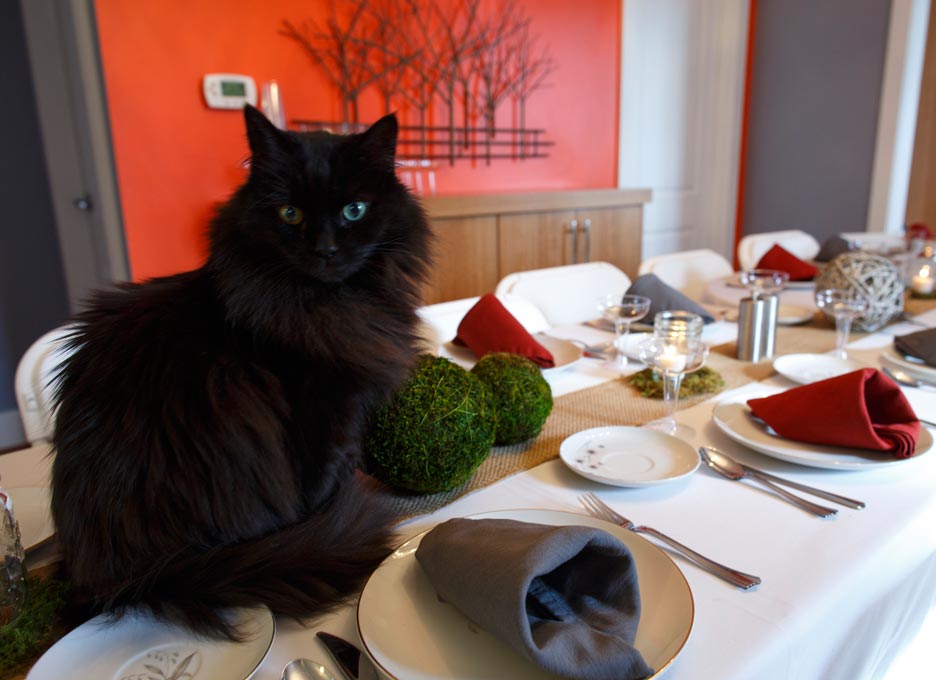 Cats can find extra trouble to get into around the holidays. There are extra dangers for cats during the holidays.