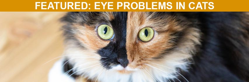 Featured Article: Eye Problems in Cats: An Overview