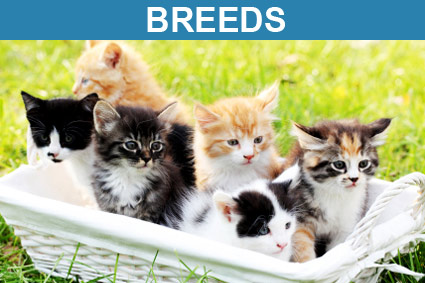 Breed Characteristics