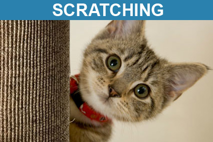 Scratching