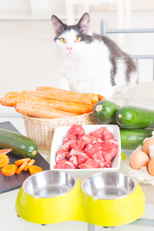 Learn about homemade diets for cats.