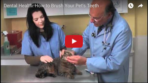 How to Brush Your Cat’s Teeth This informative video teaches you how to brush your pet's teeth.