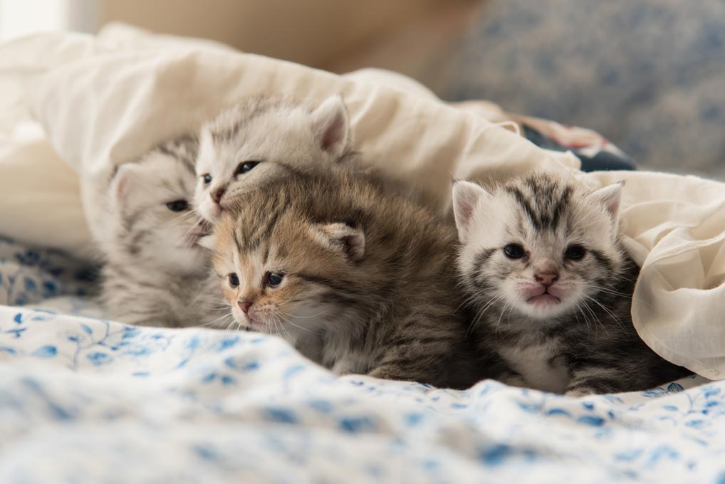 Learn how you can help fight cat euthanasia. Do what you can to decrease shelter cat euthanasia.