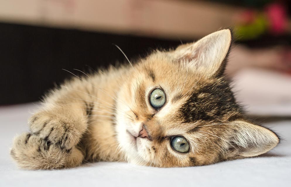 Find sales cat sitter
