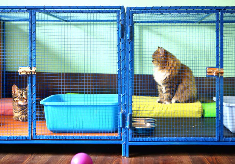 kennel a cat