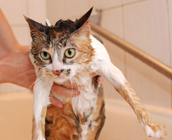Find tips for giving your cat a bath.