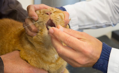 Liquid medication can be given to cats. It can be tough to give a cat medicine.