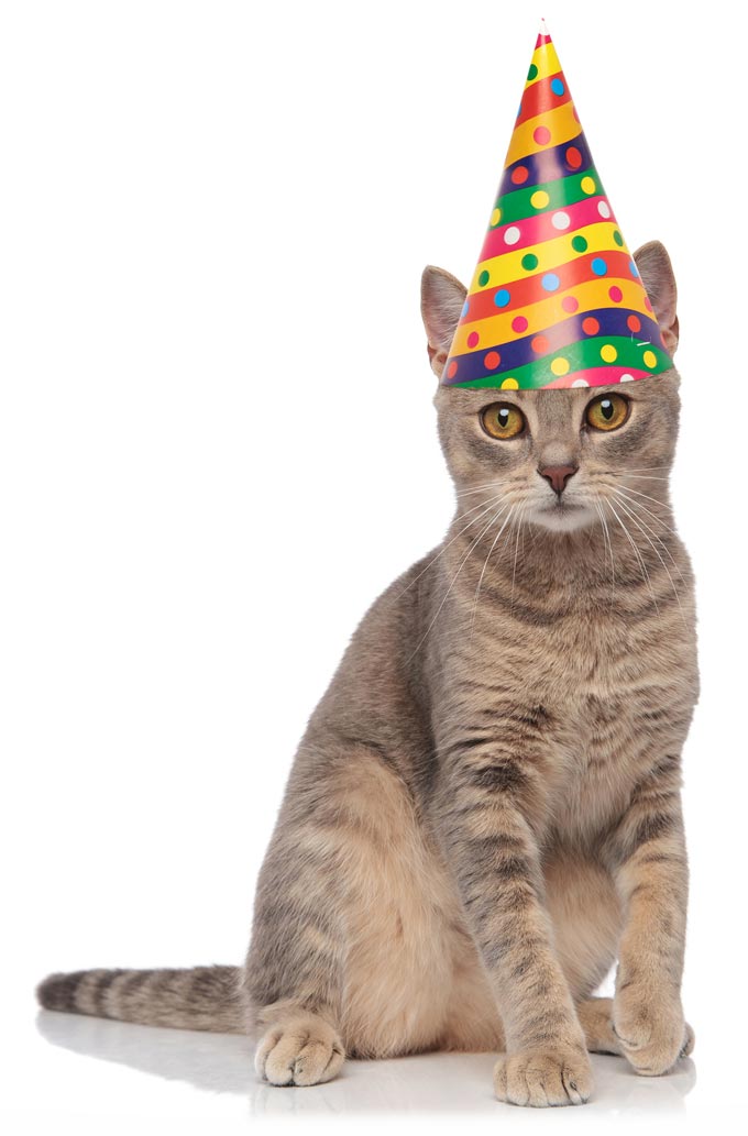 Tips for having a cat’s birthday party.