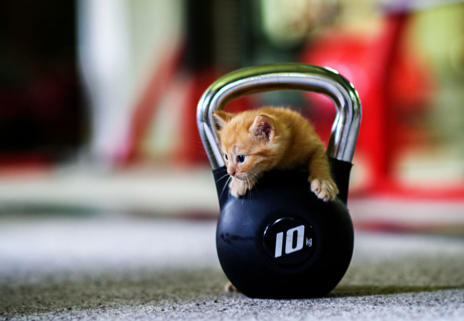 Increase your indoor cat’s exercise frequency. Follow these steps to increase your indoor cat’s movement.