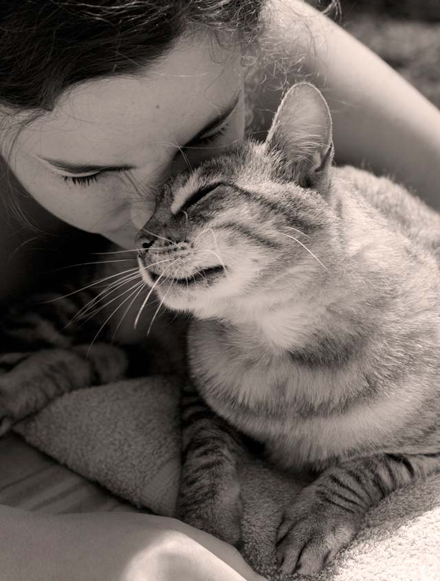 How do cats show affection?