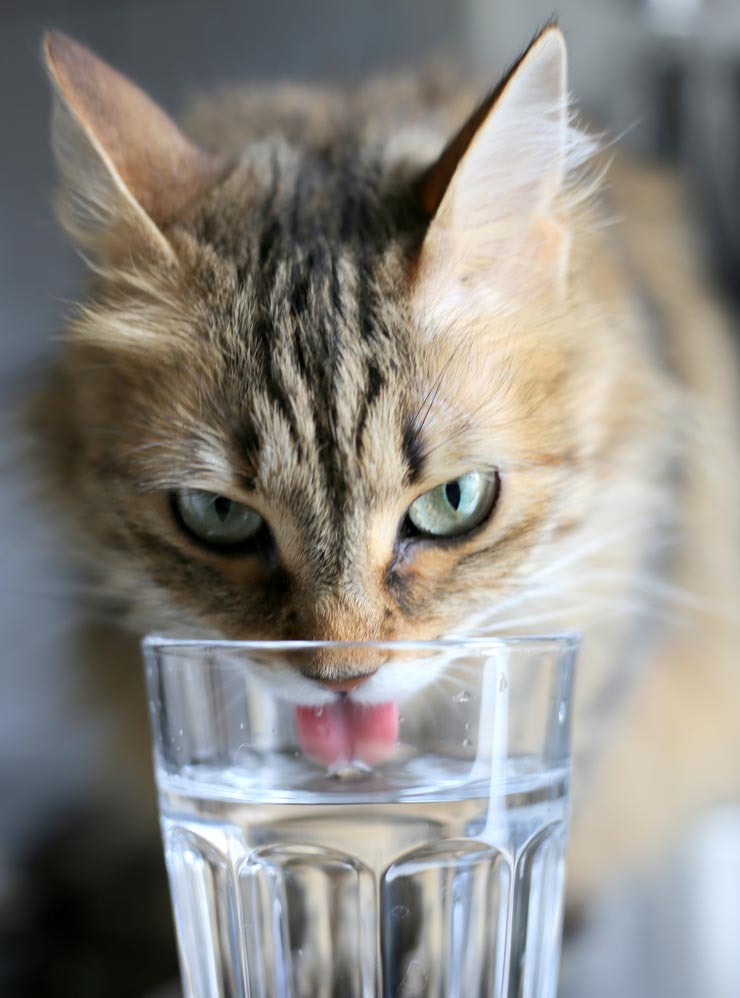 Protecting Your Nighttime Water Glass from Your Cat