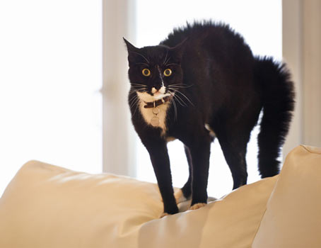 Learn the most common cat behavior problems and how to solve them.