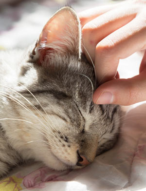 Show your cat you love her with these tips.