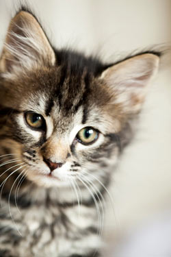 You must take care that your cat doesn't get into your medication. Many human medications are extremely toxic to cats.