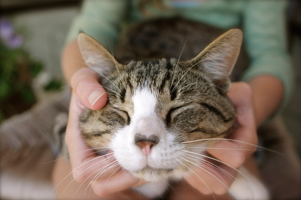 Learn ways to boost your cat’s immune system.