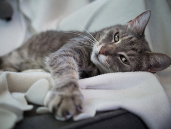 In-home euthanasia may be available for your cat.