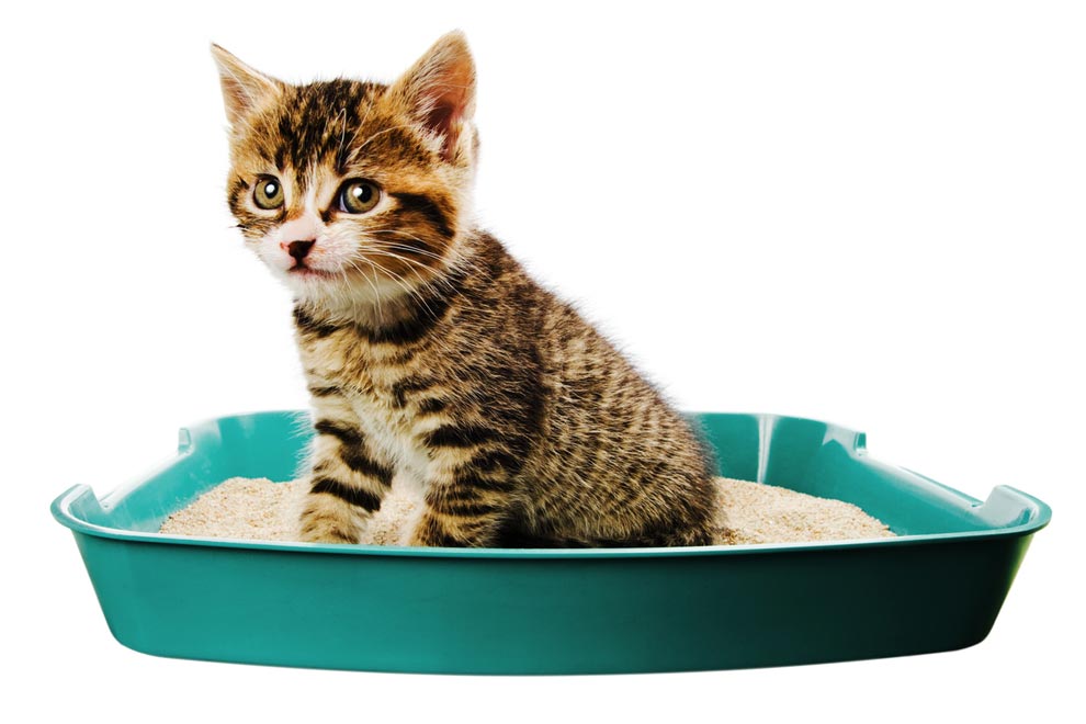 Cats that urinate outside of the litter box might have a medical problem.